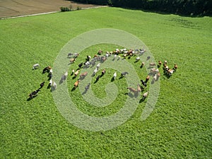 Aerial view of grazing cows in a herd on a green pasture in summer