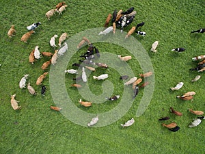 Aerial view of grazing cows in a herd on a green pasture in summer