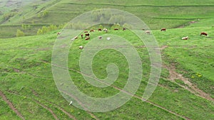Aerial view of grazing cows, livestock in a green meadow, pasture
