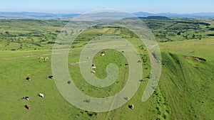 Aerial view of grazing cows, livestock in a green meadow, pasture