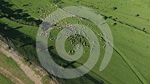 Aerial View of Grazing Cows, Livestock in a Green Meadow, Pasture