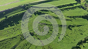 Aerial View of Grazing Cows, Livestock in a Green Meadow, Pasture