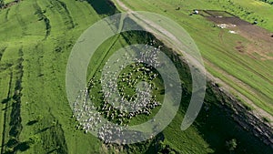 Aerial View of Grazing Flock of Sheep, Livestock in a Green Meadow, Pasture