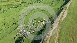 Aerial View of Grazing Flock of Sheep, Livestock in a Green Meadow, Pasture