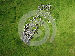 Aerial view of grazing sheep flock on spring field