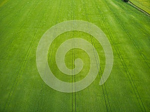 Aerial view of a green barley field arable crop in the English countryside