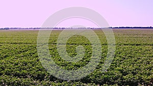 Aerial view. green, blossoming potato bushes, planted in rows, on farm field. potato growing. Agriculture. summer sunny