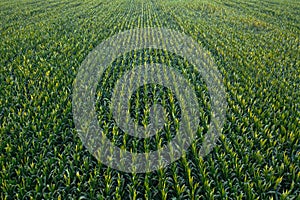 Aerial view of green corn crops field