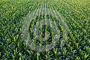 Aerial view of green corn crops field