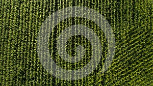 Aerial view of a green corn field