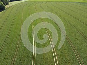 Aerial view of a green crop field with lanes in spring