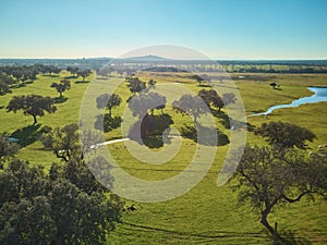 Aerial view of a green field with a lake, holm oaks and a large flock of sheep