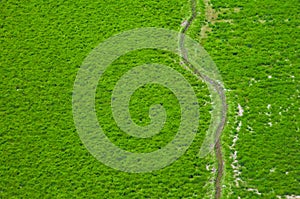 Aerial view of green fields