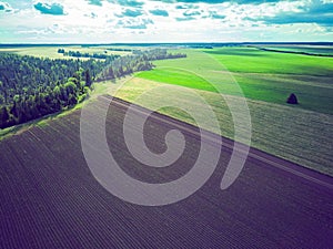 Aerial view green fields with lonely tree and forest