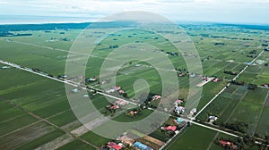 Aerial view of Green fields with paddy during planting season