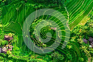 Aerial view of green fields green rice and corn fields in Bali, Indonesia