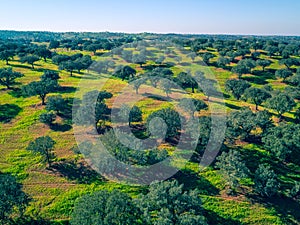 Aerial View Green Fields with Trees