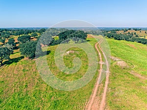 Aerial View Green Fields with Trees