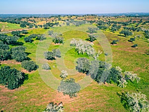 Aerial View Green Fields with Trees