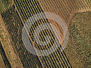 Aerial view of green fields and vineyard with natural light