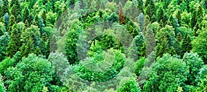 Aerial view of green forest trees