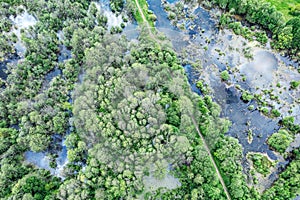 Aerial view of green forest trees and river marsh. summer wilderness landscape