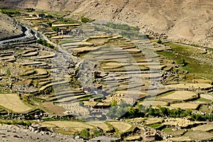 Aerial view of green ladakh agricultural landscape