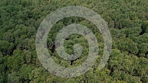 Aerial view of green mangrove forest in tropical rainforest