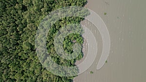 Aerial view of green mangrove forest in tropical rainforest