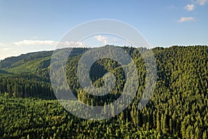 Aerial view of green mountain hills covered with evergreen spruce forest in summer