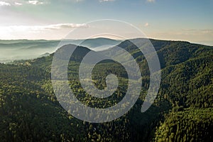 Aerial view of green mountain hills covered with evergreen spruce forest in summer