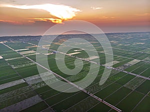 Aerial view of green paddy field