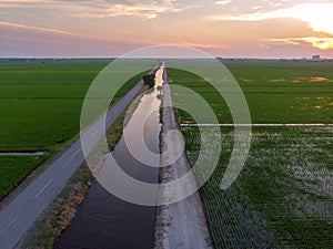 Aerial view of green paddy field