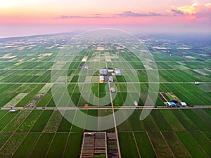 Aerial view of green paddy field