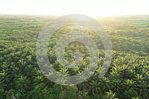 Aerial view of green palm oil plantation