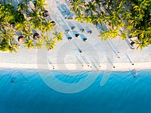 Aerial view of green palm trees, umbrellas, sandy beach, sea