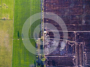 Aerial view of green rice farms and uncultivated land