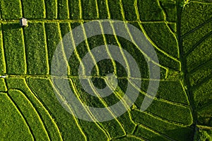 Aerial view of green rice field in the island of Bali-Indonesia