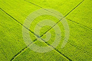 Aerial view of green rice fields and mountains, paddy field at Vang Vieng , Laos. Southeast Asia. Photo made by drone from above.