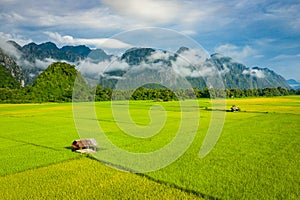 Aerial view of green rice fields and mountains, paddy field at Vang Vieng , Laos. Southeast Asia. Photo made by drone from above.