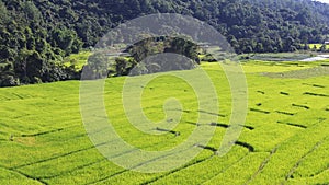 Aerial view of green rice terrace field in Chiang Mai, Thailand.