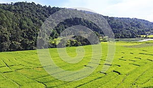 Aerial view of green rice terrace field in Chiang Mai, Thailand.