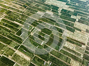 Aerial view of green seaweed farm in Nusa Lembongan