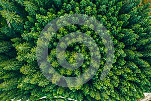 Aerial view of green summer forest