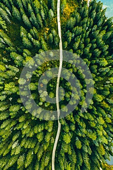 Aerial view of green summer forest with a road