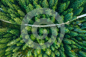 Aerial view of green summer forest with a road