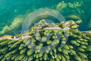 Aerial view of green summer forest with a road