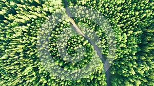 Aerial view of green summer forest road. Curved road from above.