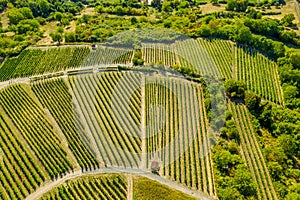 Aerial view of a green summer vineyard