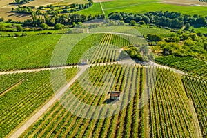 Aerial view of a green summer vineyard